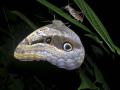 Owl moth Amazon jungle.jpg